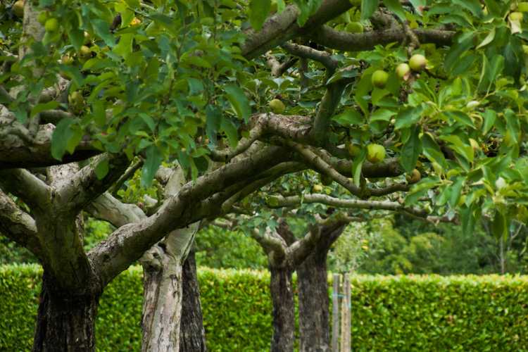 Jardin de l'abbaye de Flaran | © Gilles Vanderstraeten