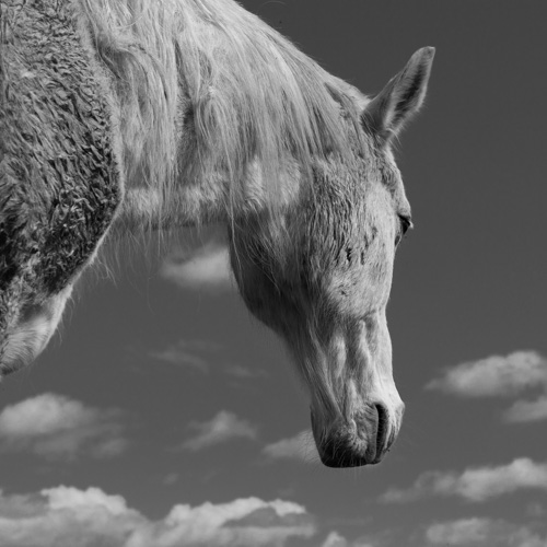 Le cheval | © Gilles Vanderstraeten