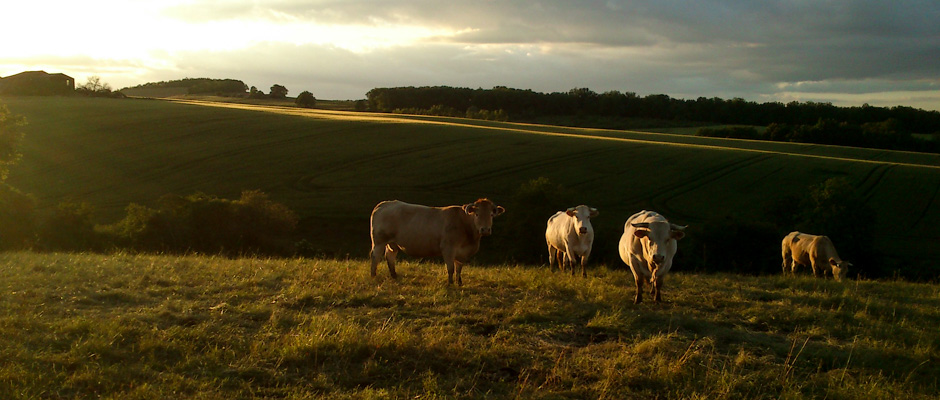 Les vaches | © Gilles Vanderstraeten