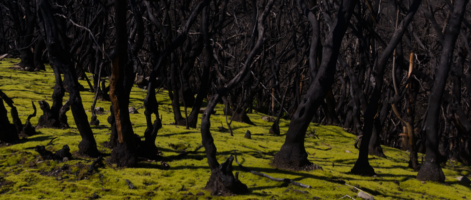 La mousse | Sur l'île de La Gomera, une mousse d'un vert fluorescent repousse aux pieds des arbres calcinés par l'incendie de 2012. | © Gilles Vanderstraeten