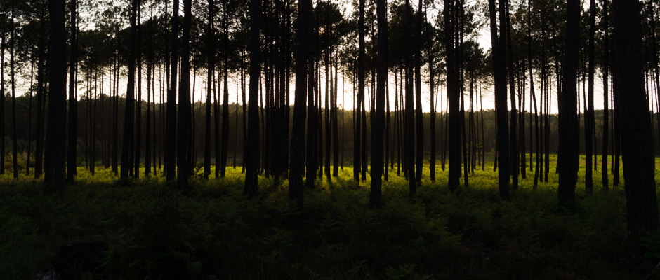 La forêt | © Gilles Vanderstraeten