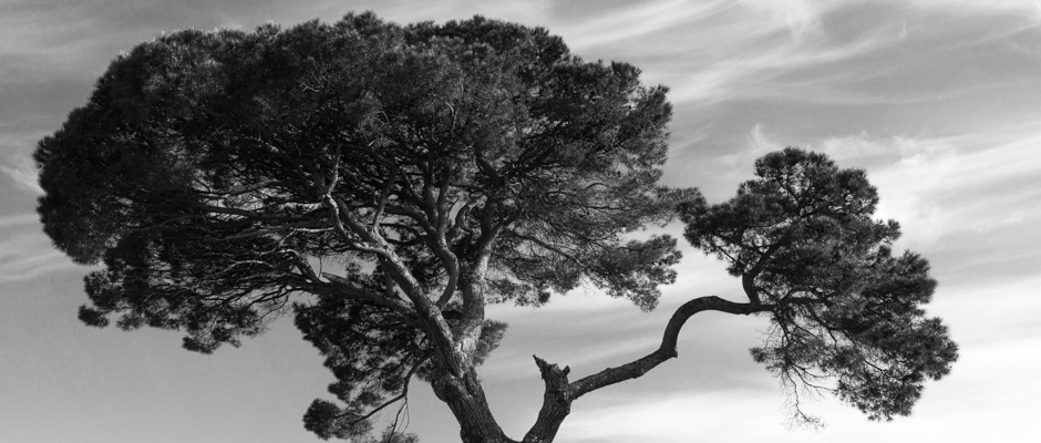 L'arbre | © Gilles Vanderstraeten