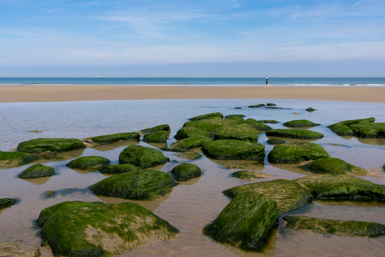 Les algues | © Gilles Vanderstraeten