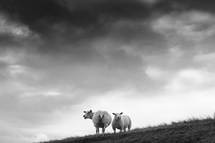 Moutons de Mandø | © Gilles Vanderstraeten